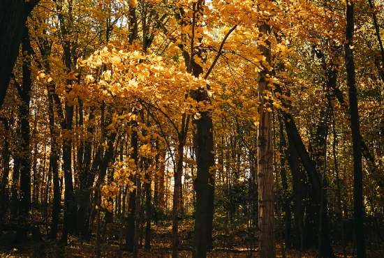 Exploring Lafayette, IN: A Vibrant City and its Weather